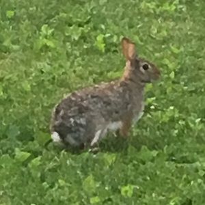 Meet your Posher, Halema